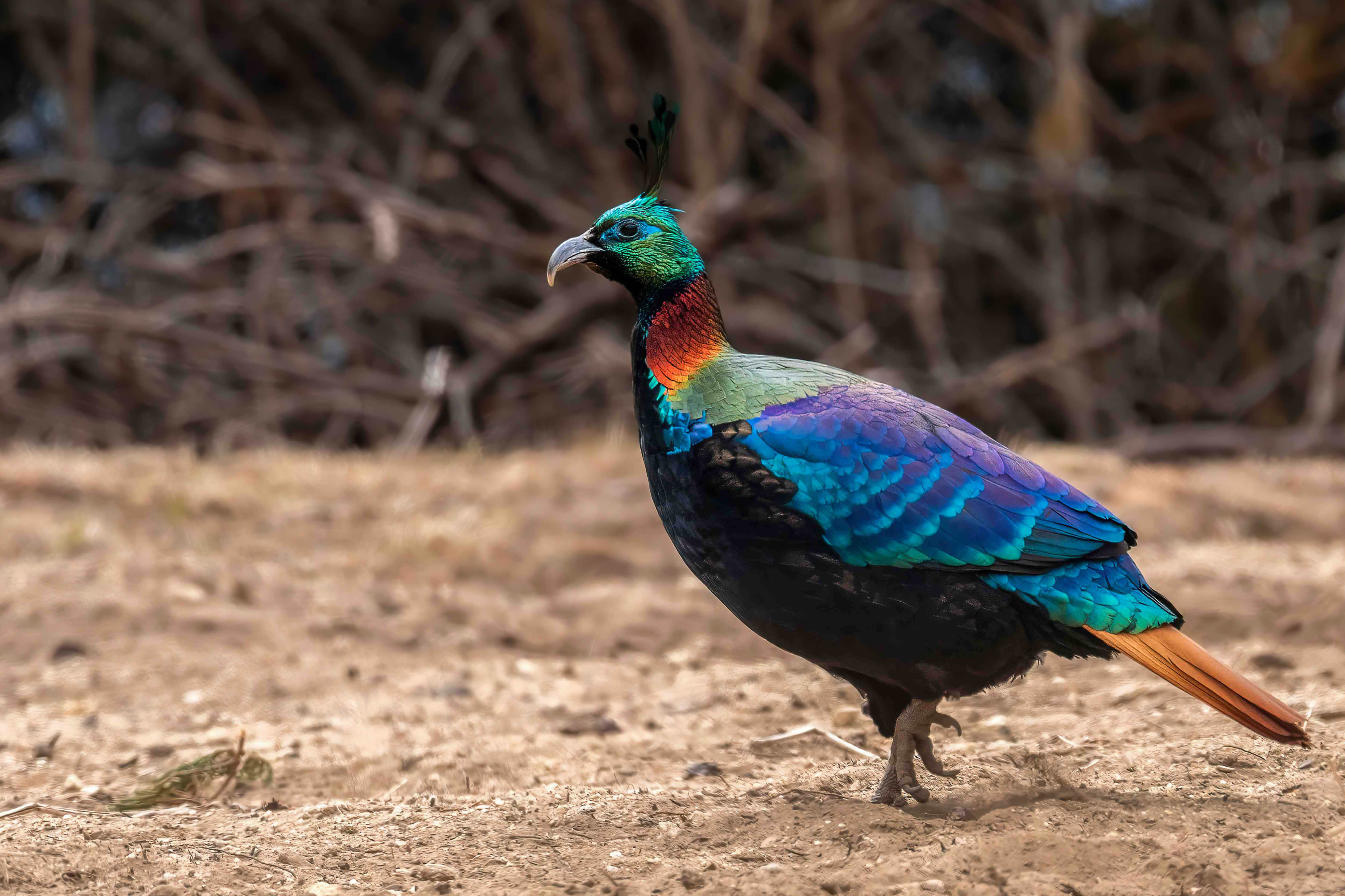 Langtang Helambu Birding Tour