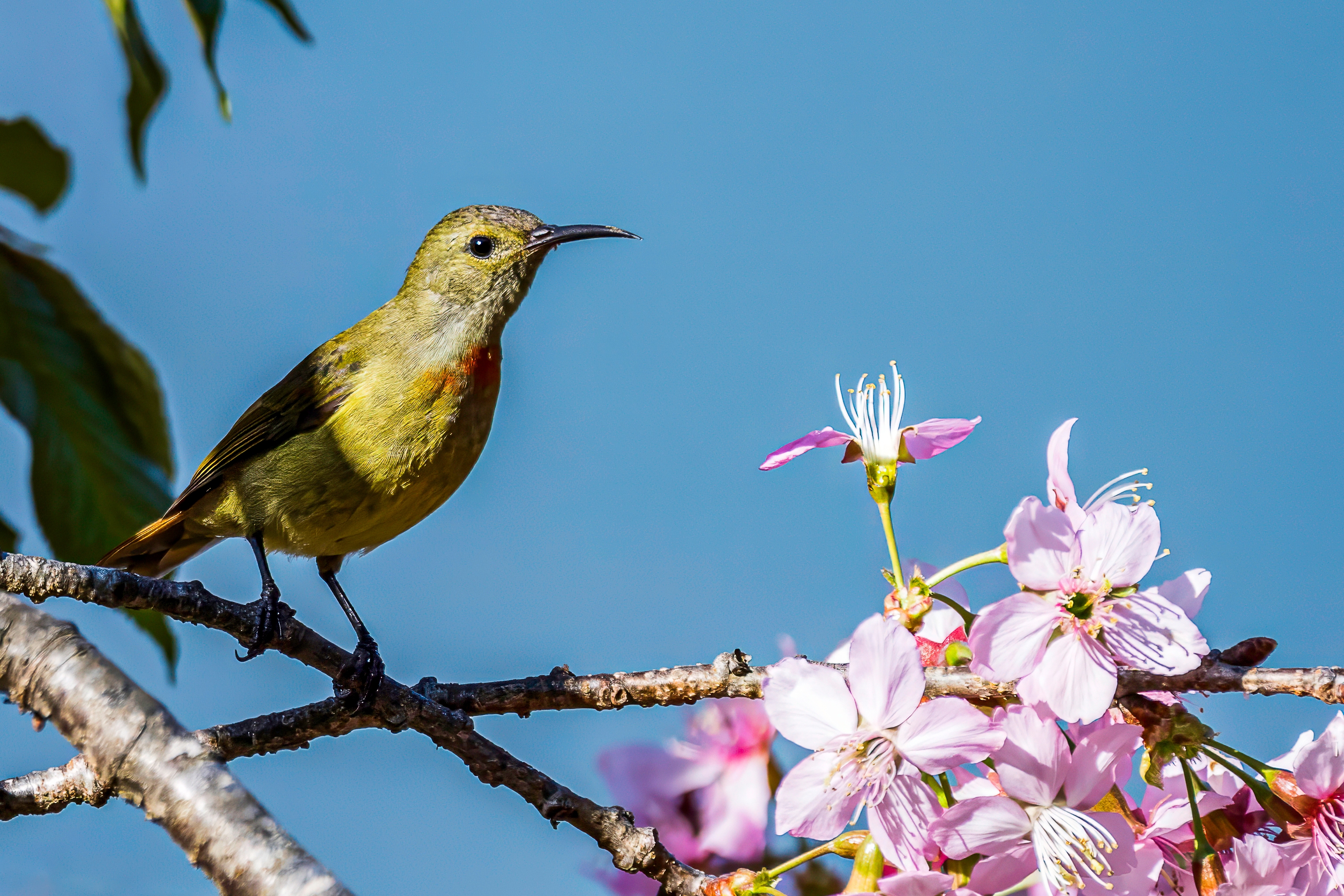 Fire-tailed Sunbird
