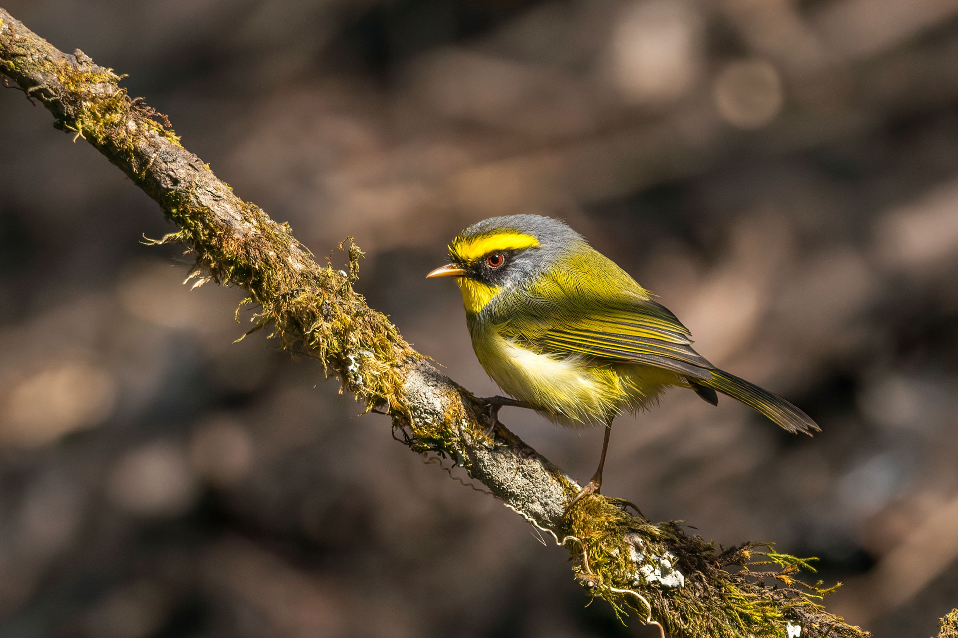 Black-faced Warbler