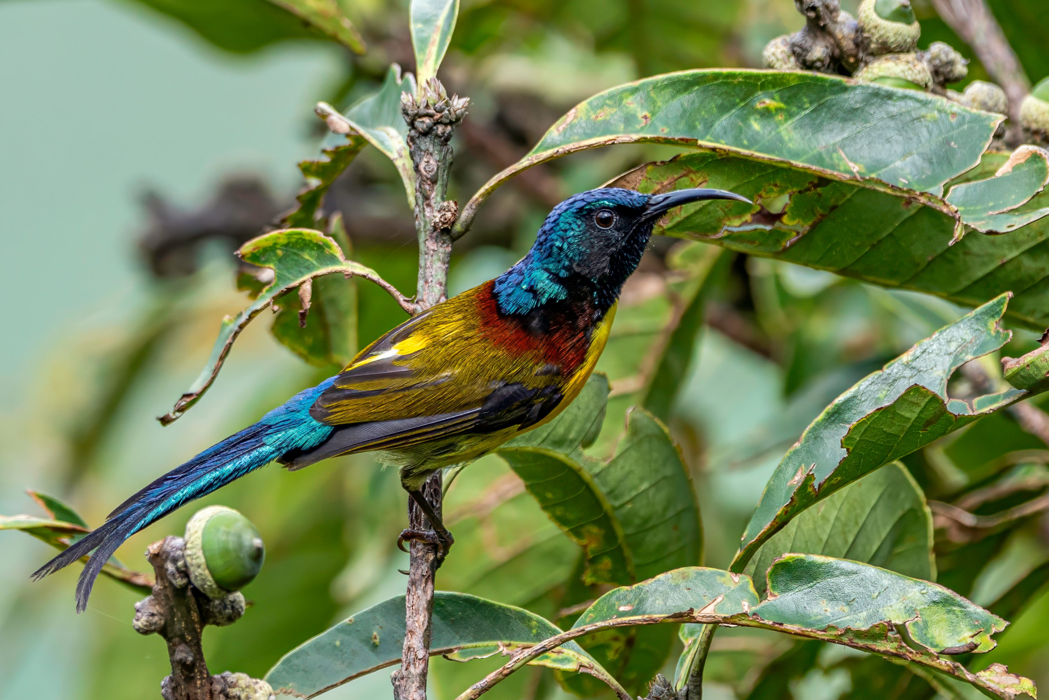 Green-tailed sunbird