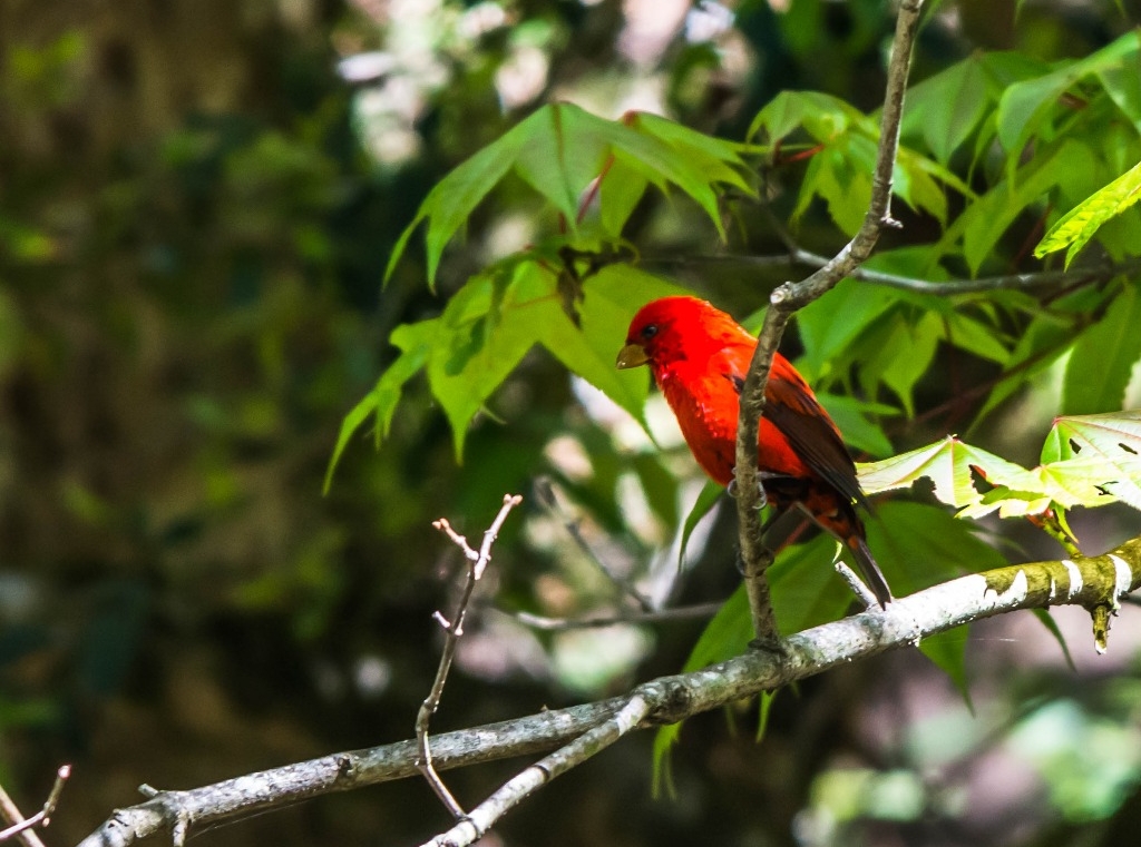 Scarlet finch, langtang bird watching tour, langtang bird