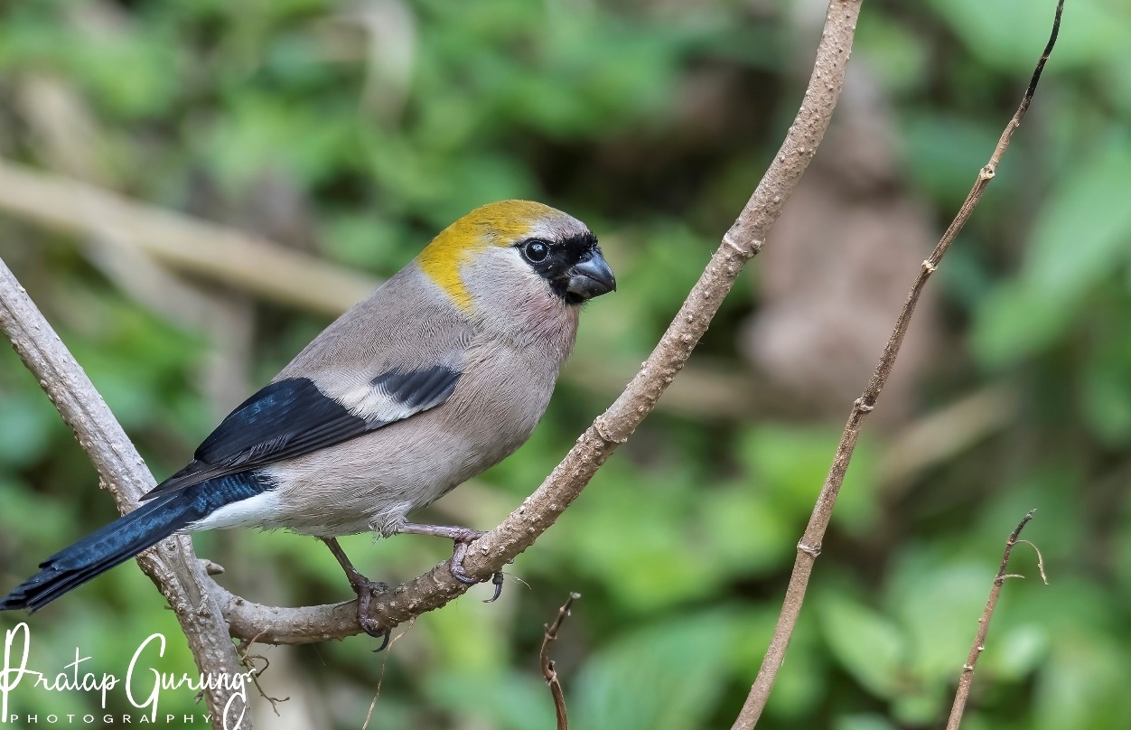 Red headed bullfinch, Langtang Birds, langtang national