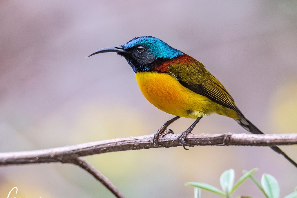 Green-tailed sunbird, langtang bird watching tour, langtang region, langtang birds