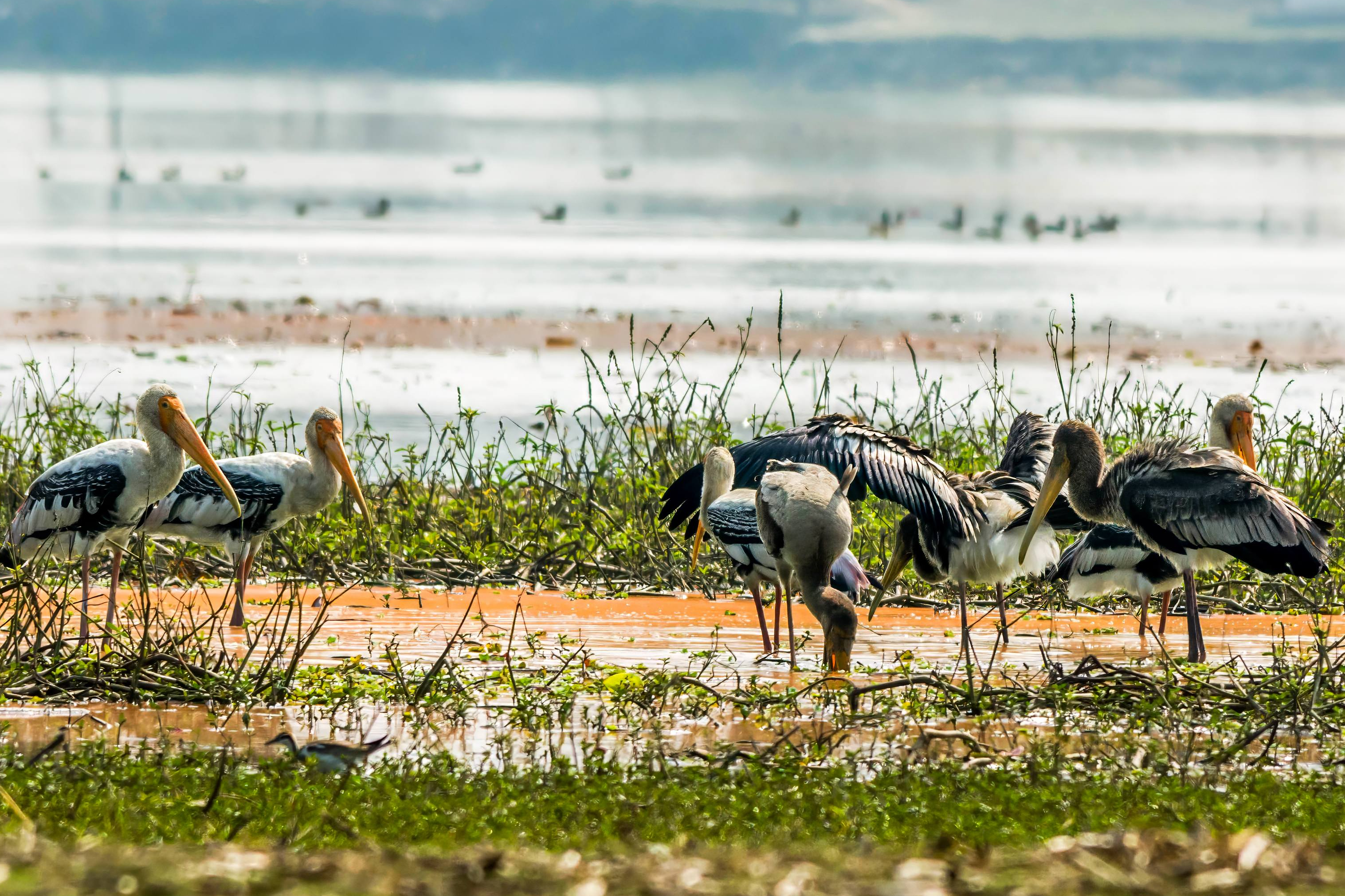 Painted stork