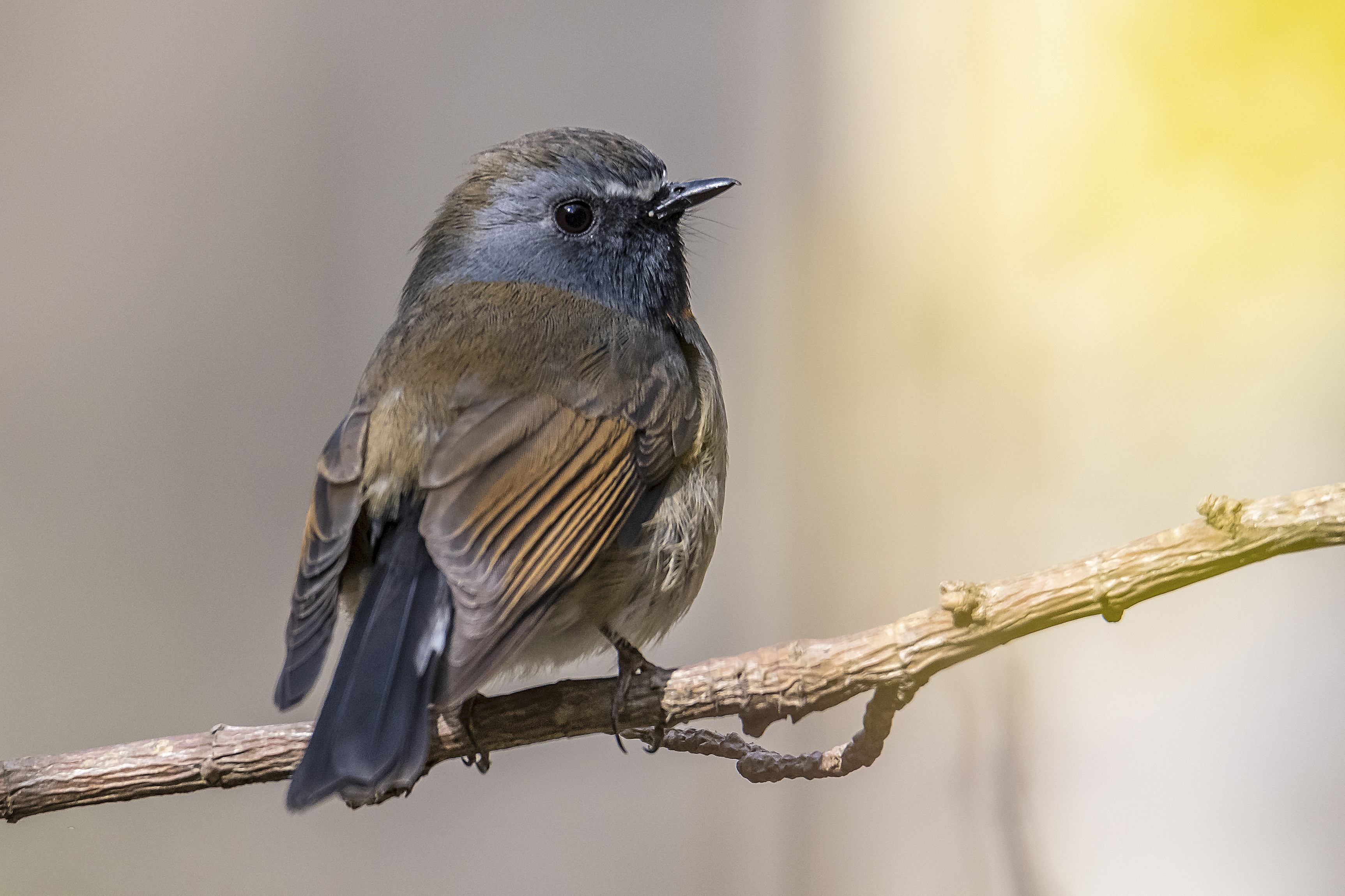 Rufous-gorgeted flycatcher