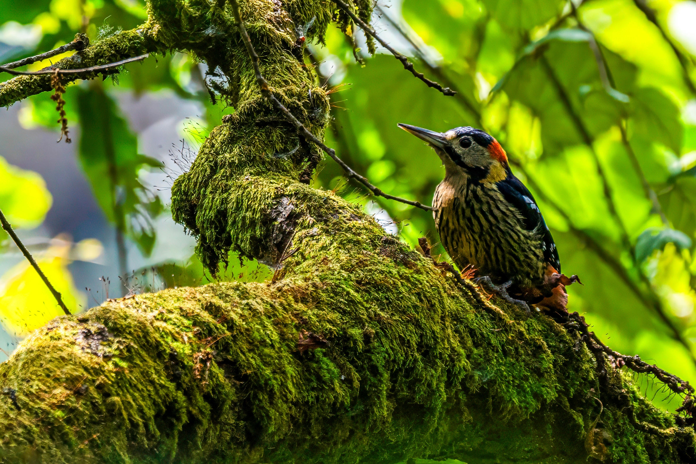 Darjeling-Woodpecker