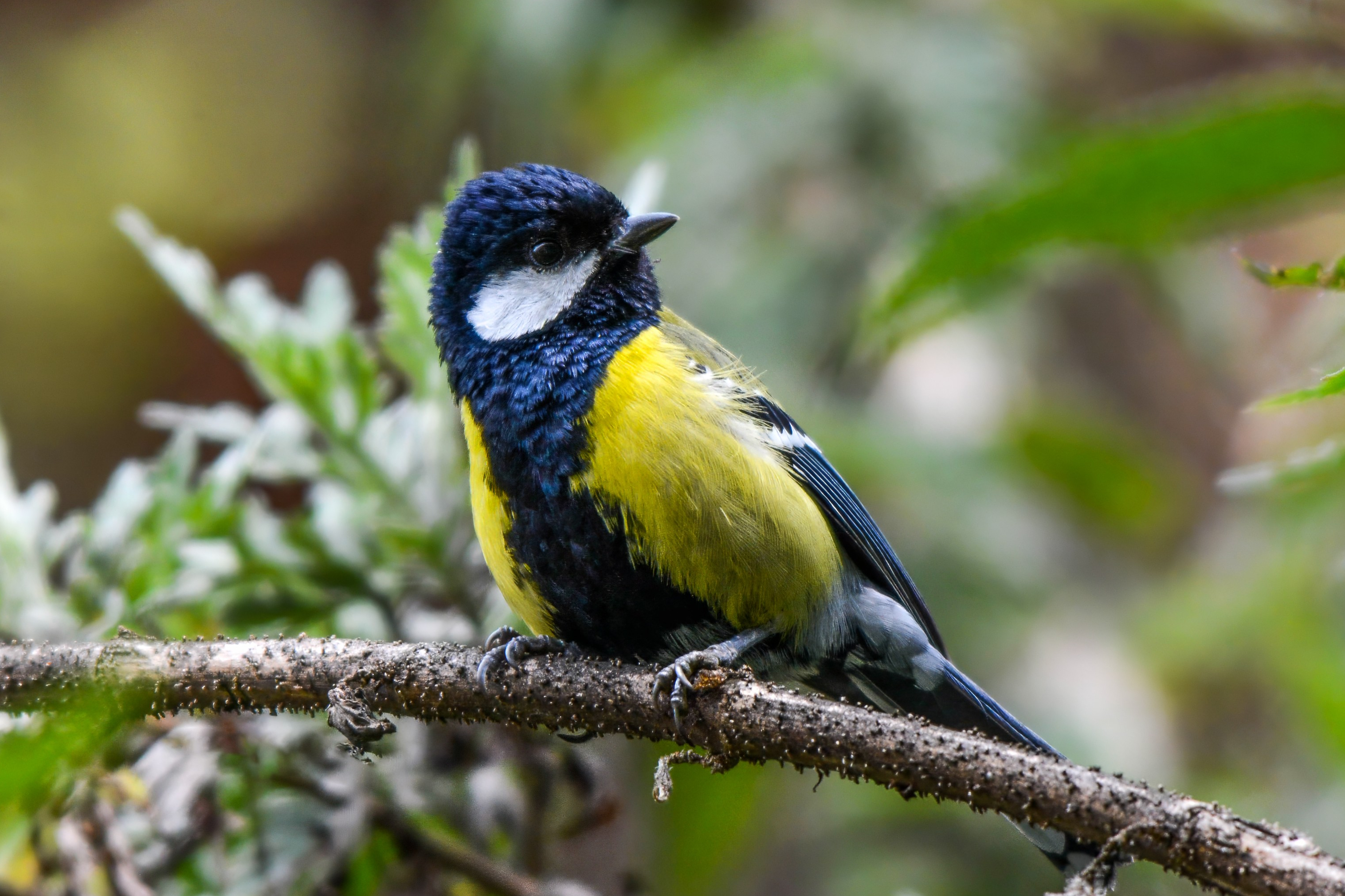 Green-backed tit