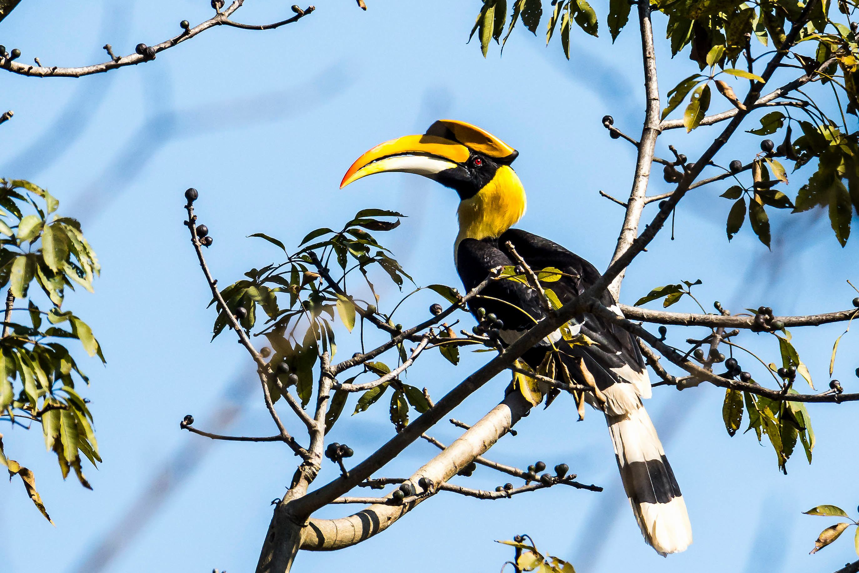 Great Hornbill