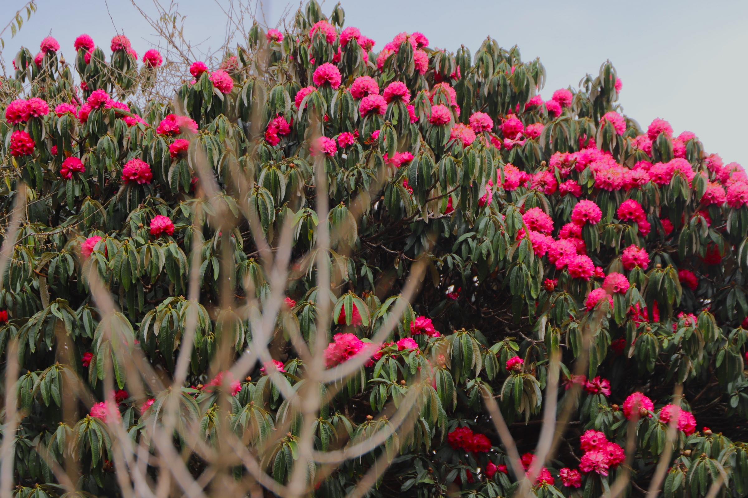 Ghorepani and Poonhill Trekking