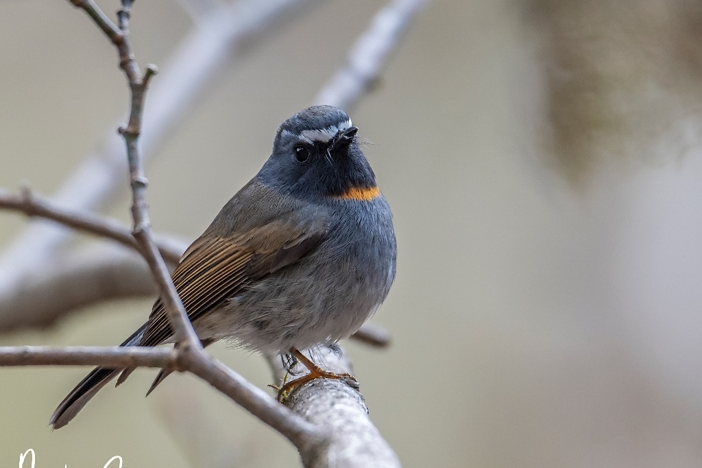 Rufous-gorgeted