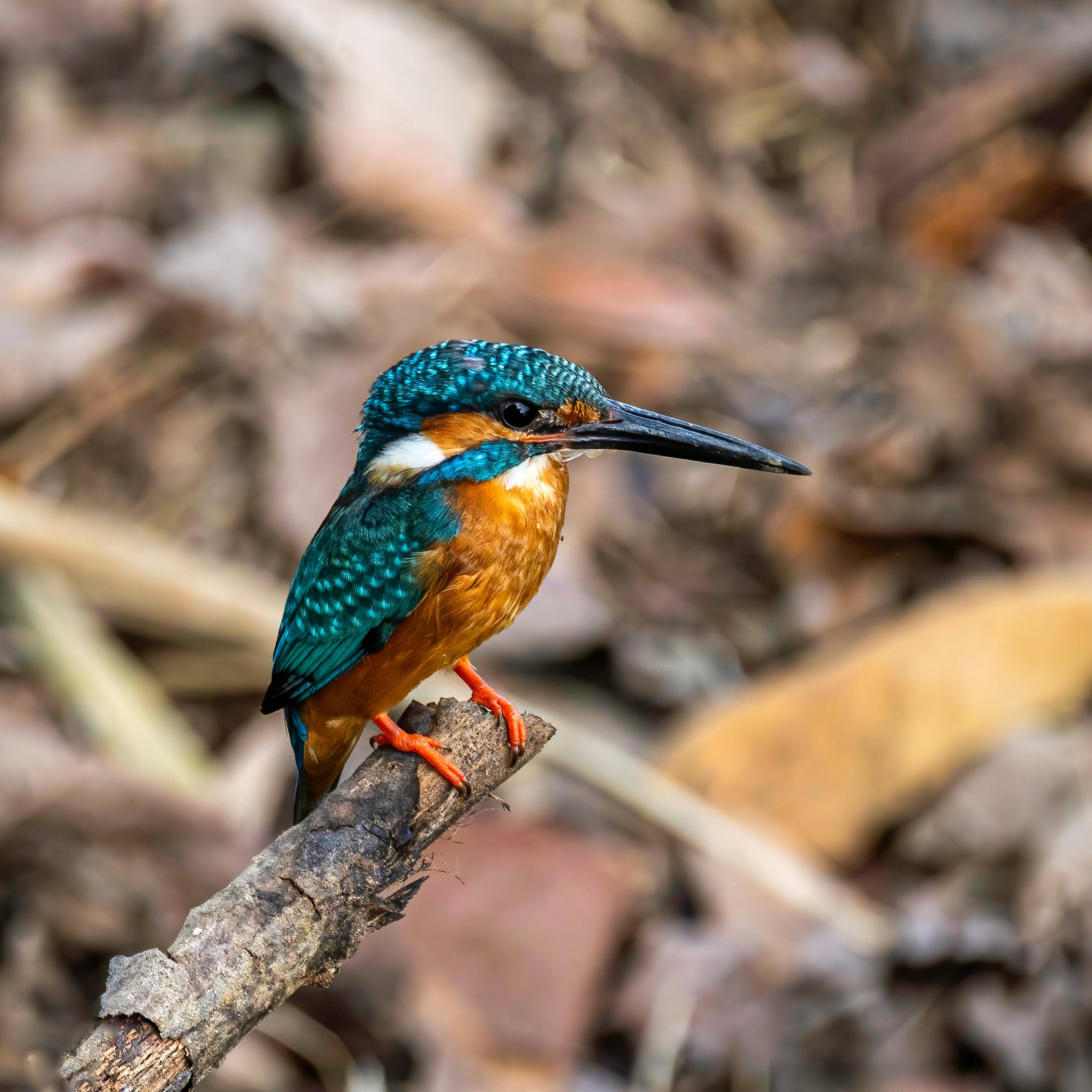 Bird Watching Tour