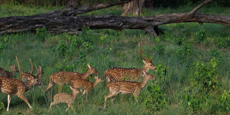 Bardiya National Park – Bardiya District: Religious, Touristic Site