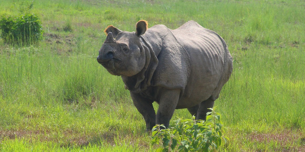 Jungle Safari Inside Chitwan National Park: Nature is not on the internet