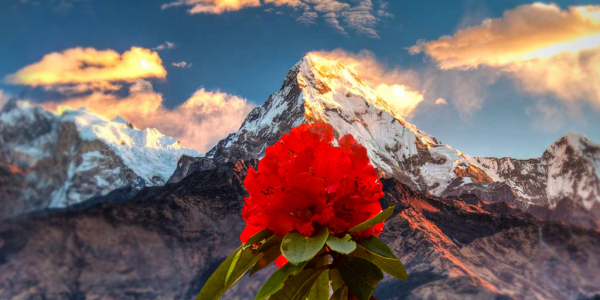 Annapurna Circuit: Finding Your Perfect Season - Sun-kissed Rhododendrons or Crisp Mountain Air?