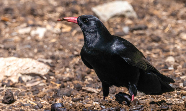 Kaligandaki Valley Birding Trekking