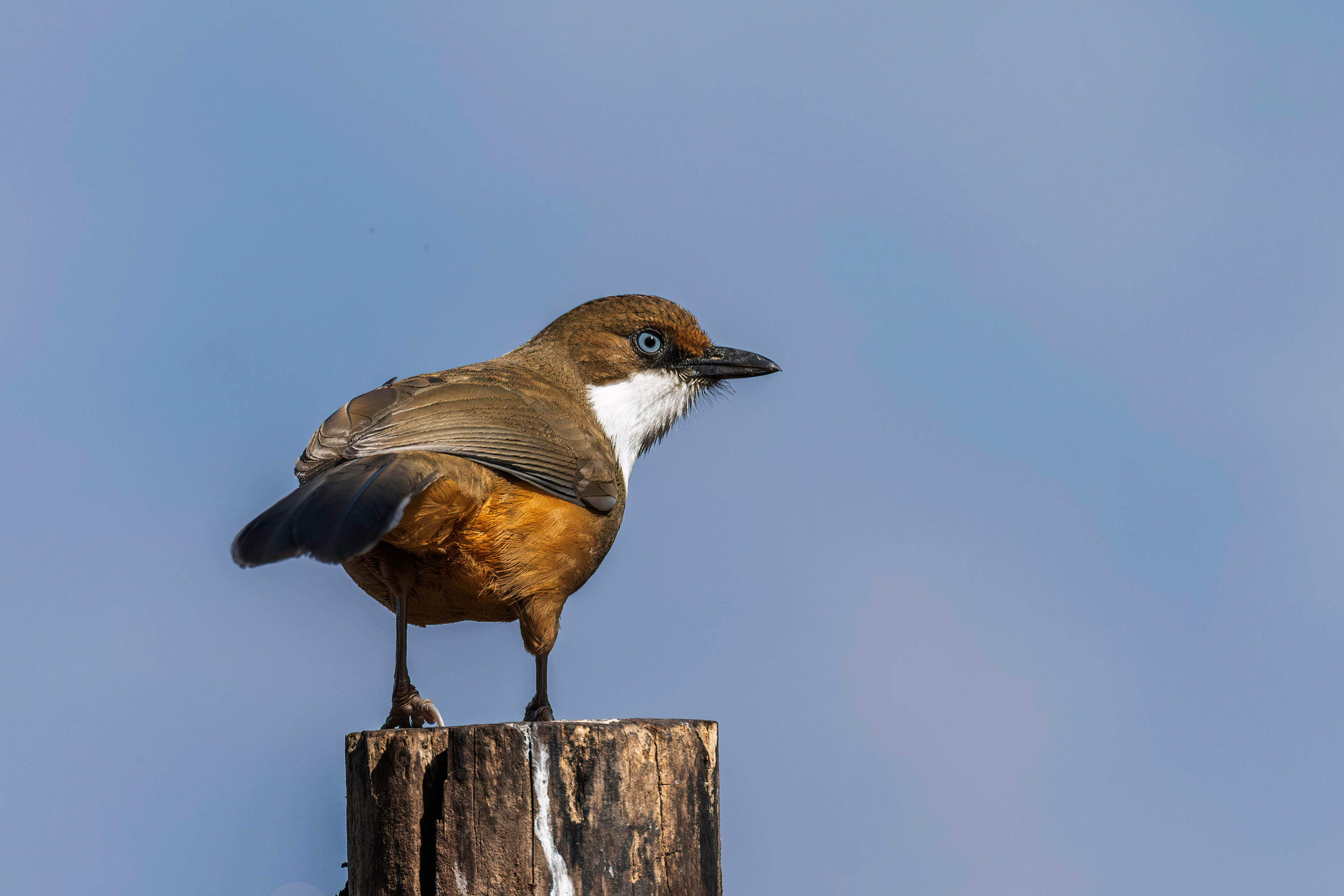 Shivapuri & Godawari Birdwatching