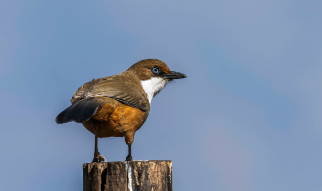 Shivapuri & Godawari Birdwatching