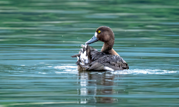 Low-land Nepal Bird Watching Tour