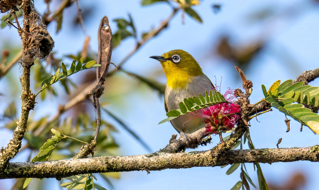 Panchase Danda (hill) Birding Trek