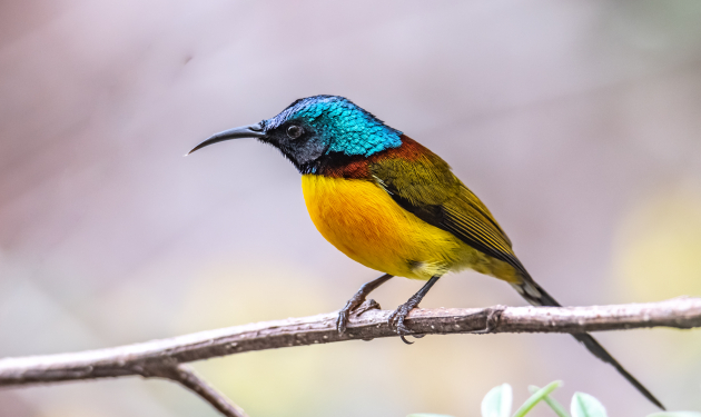 Langtang National Park Birding Tour – 10 days