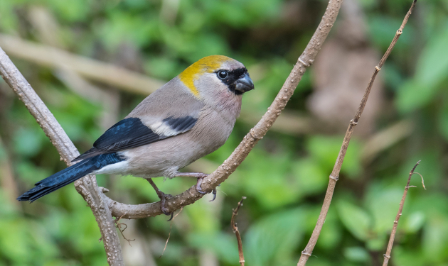 Langtang Helambu Birding Tour