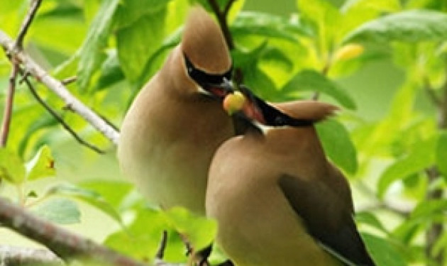 Bird Watching in Bhutan