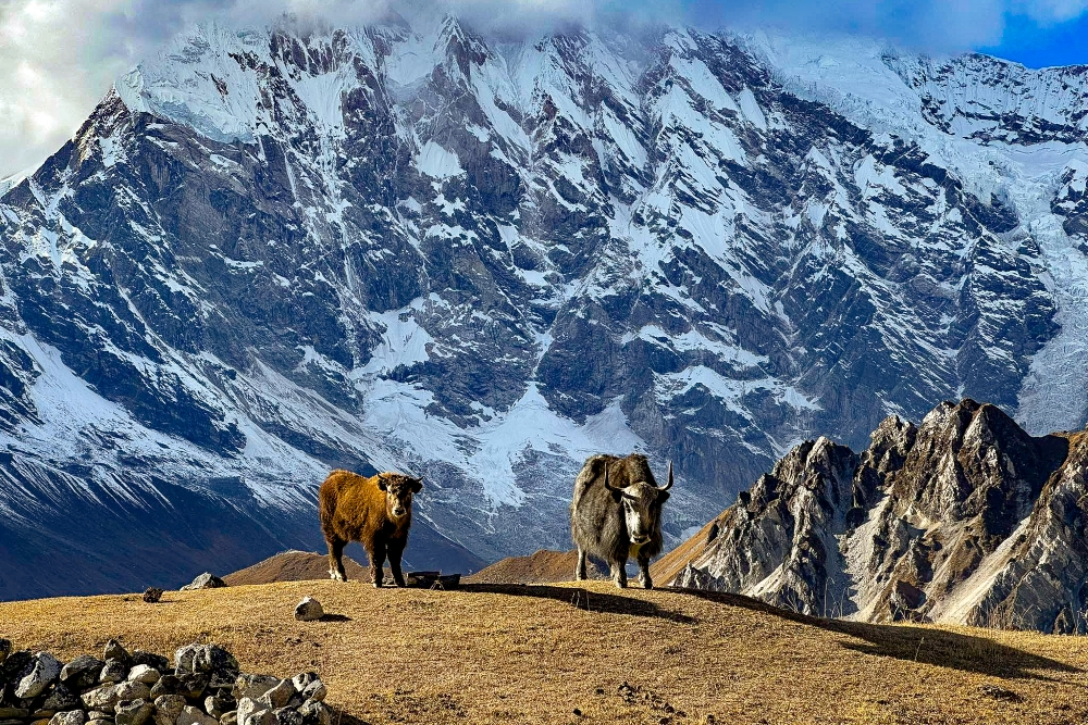 Langtang Valley Trekking