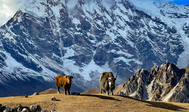 Langtang Valley Trekking